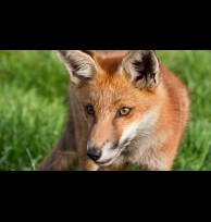 Red Fox