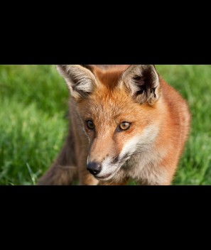 Red Fox