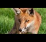 Red Fox