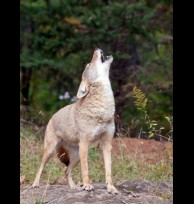 Coyote