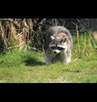 Raccoon