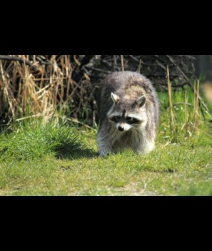 Raccoon
