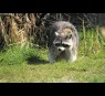 Raccoon