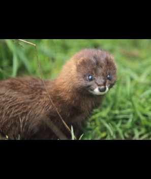 Mink