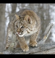 Bobcat