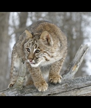 Bobcat