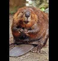 Beaver castor, liquid