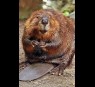 Beaver castor, liquid