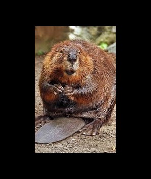 Beaver castor paste w/Tonquin