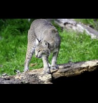 Bobcat glands/secretions