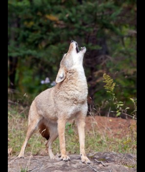 Coyote glands/secretions