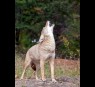 Coyote glands/secretions
