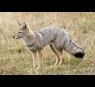 Gray fox glands/secretions 