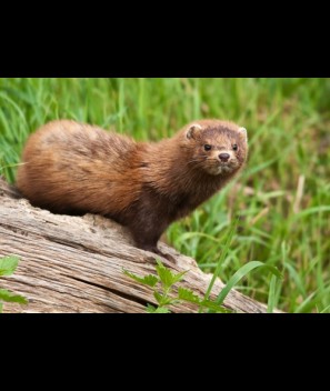 Mink anal musk glands