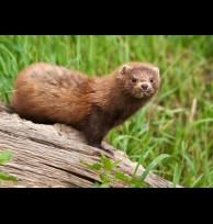 Mink artificial musk/replacement