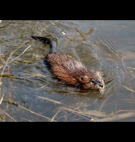 Muskrat spring musk glands/liquid 