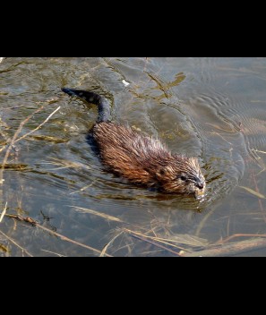 Muskrat spring musk glands/liquid 