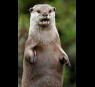 Otter glands
