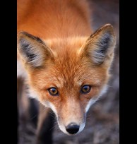 Red fox glands/secretions 