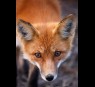 Red fox glands/secretions 