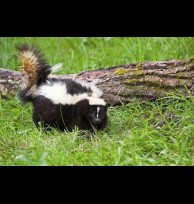 Skunk ess. gen. tinct.