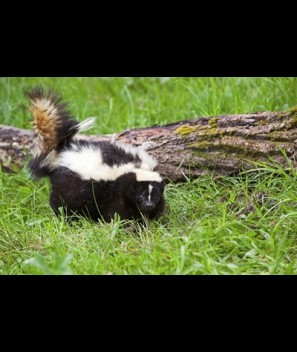 Skunk ess. gen. tinct.