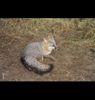 Grey Fox