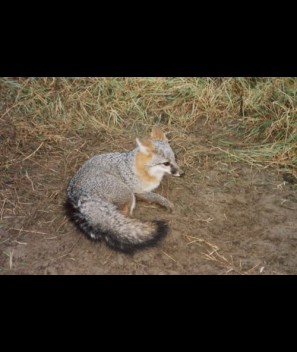 Grey Fox