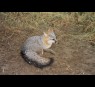 Grey Fox